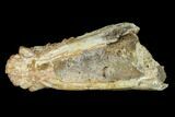 Fossil Oreodont (Merycoidodon) Mandible - Wyoming #145846-7